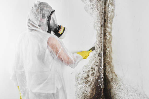 Best Black Mold Removal  in Black Earth, WI