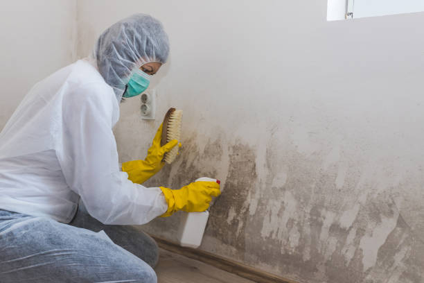 Certified Mold Removal in Black Earth, WI
