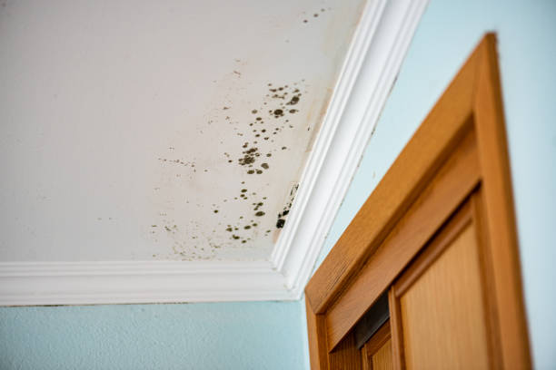 Best Local Mold Removal Service  in Black Earth, WI