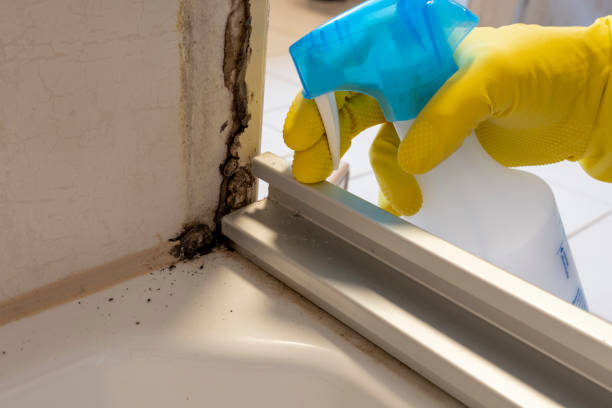 Best Mold Cleaning Services  in Black Earth, WI