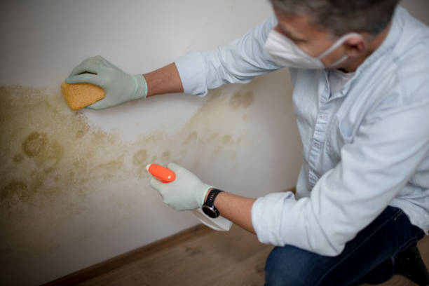 Attic Mold Removal in Black Earth, WI