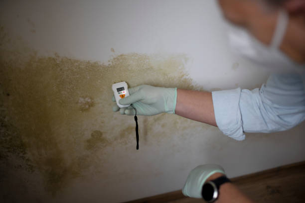 Best Home Mold Removal  in Black Earth, WI