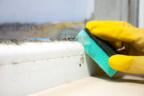 Home Mold Removal in Black Earth, WI