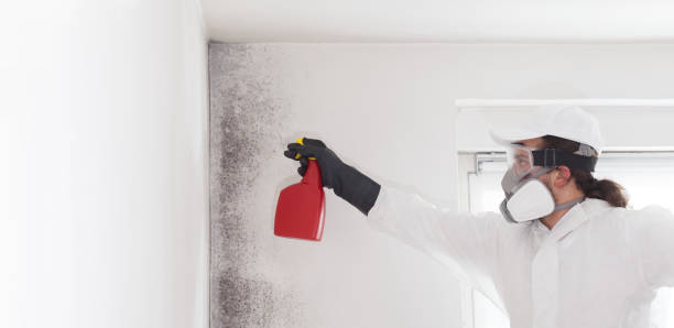 Best Residential Mold Removal  in Black Earth, WI