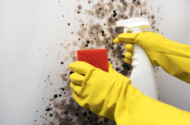 Best Mold Damage Repair  in Black Earth, WI