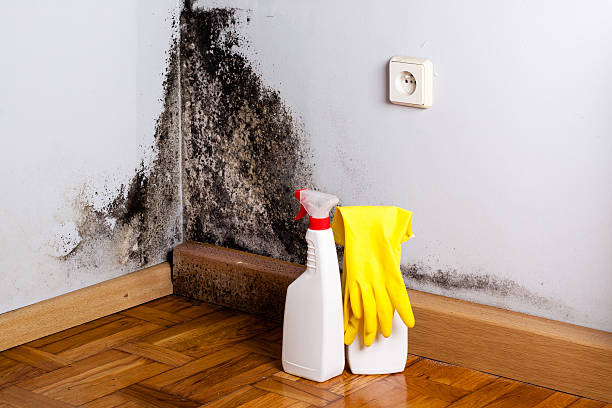 Best Professional Mold Removal  in Black Earth, WI