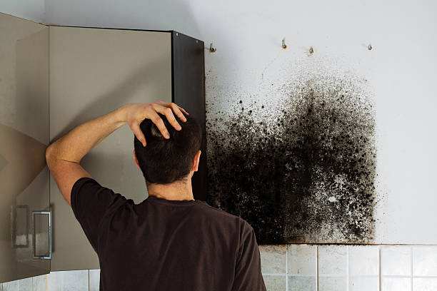 Black Earth, WI Mold Removal Company