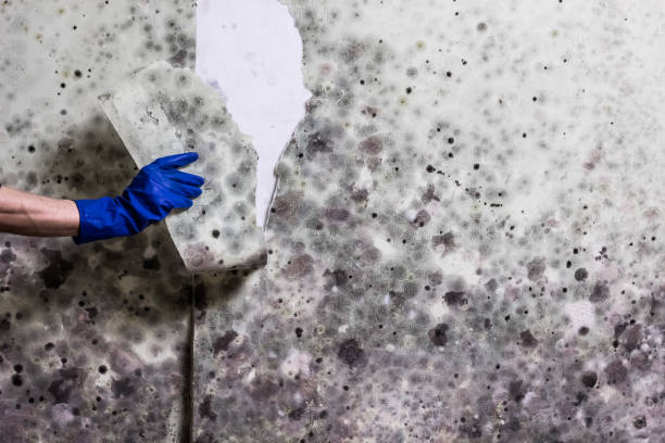 Best Mold Cleaning Services  in Black Earth, WI