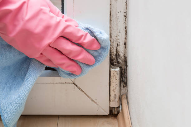 Best Mold Removal Near Me  in Black Earth, WI