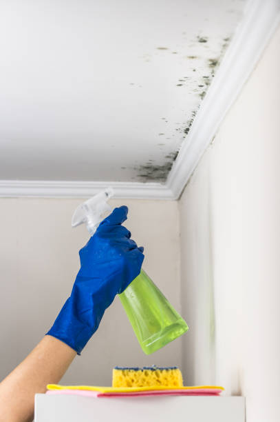 Best Home Mold Removal  in Black Earth, WI