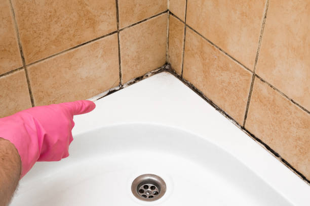 Best Mold Removal Near Me  in Black Earth, WI